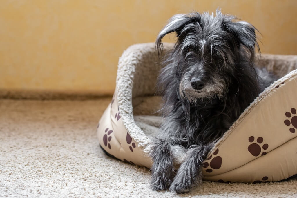 black-miniature-schnauzer-sitting-his-bed-house