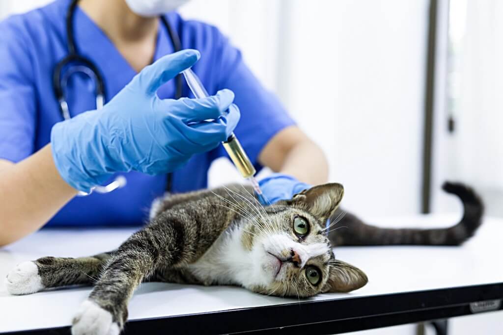 cat-examination-table-veterinarian-clinic-veterinary-care-vet-doctor-cat