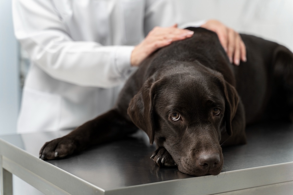 close-up-doctor-petting-dog