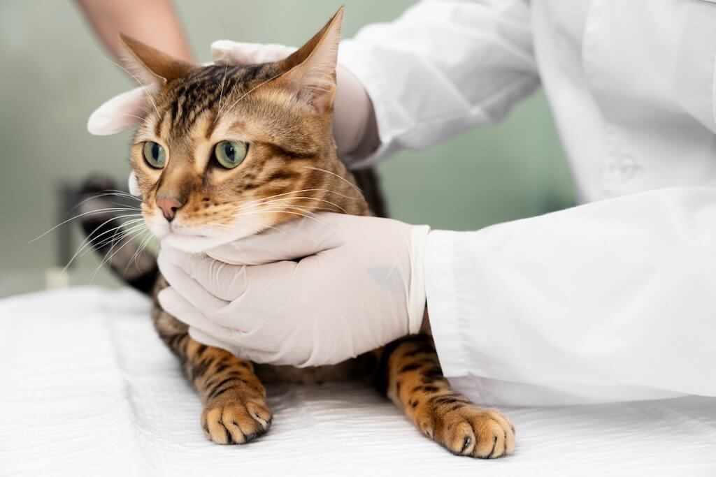 close-up-doctor-wearing-gloves