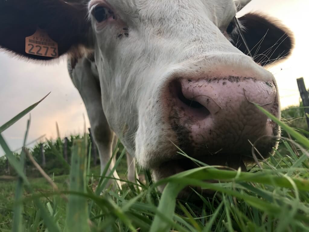 close-up-montbeliarde-cow-is-breed