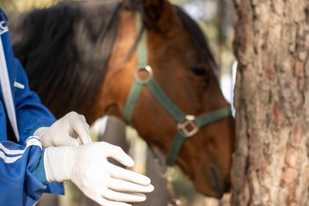 close-up-veterinarian-putting-gloves-vaccinate-treat-horse