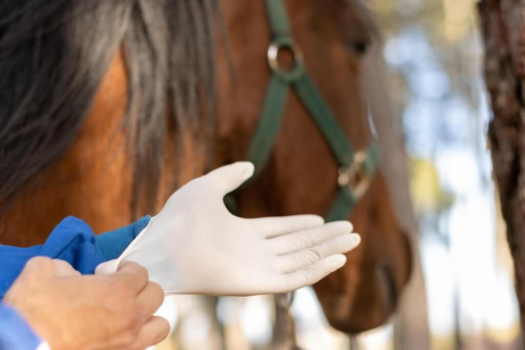 close-up-veterinarian-putting-gloves-vaccinate-treat-horse-horse-background