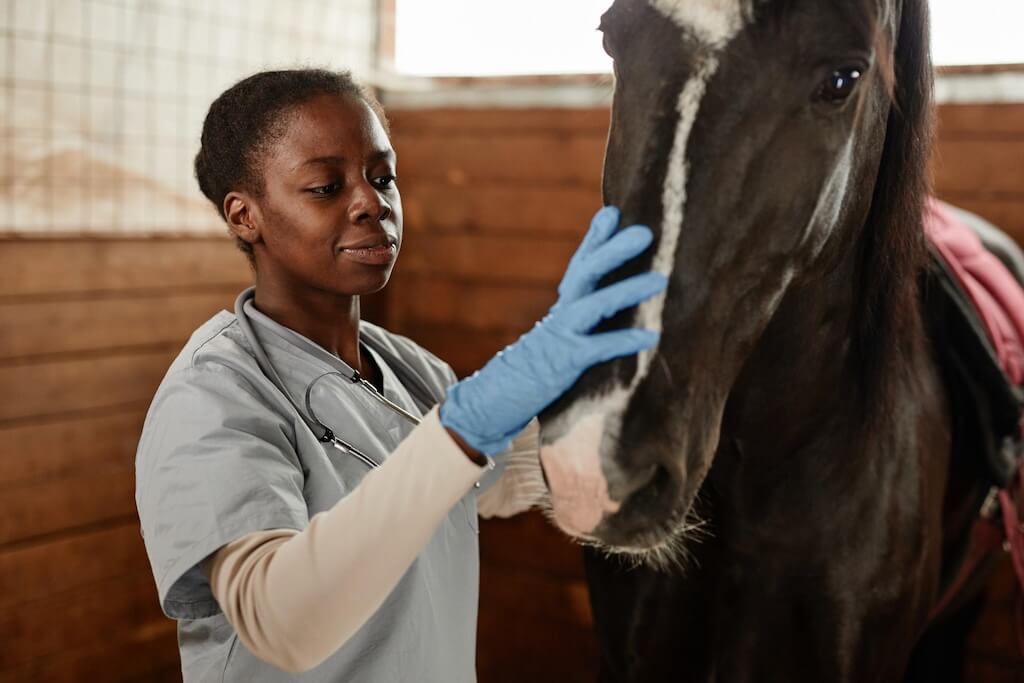 female-veterinarian-examining-horse