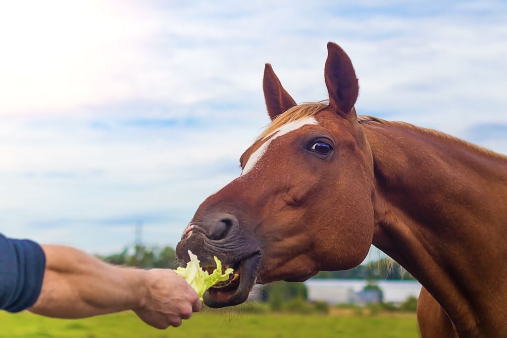 man-feeding-vegetables-bay-horse-from-hands-pasture