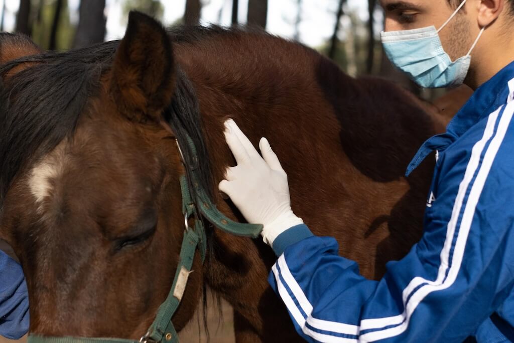 portrait-veterinarian-uniform-gloves-mask-taking-pulse-brown-horse