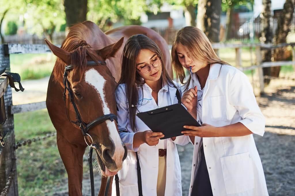 reading-documents-two-female-vets-examining-horse-outdoors-farm-daytime