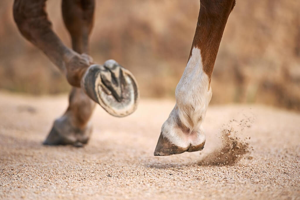 trotting-along-cropped-images-horses-hooves-while-trotting