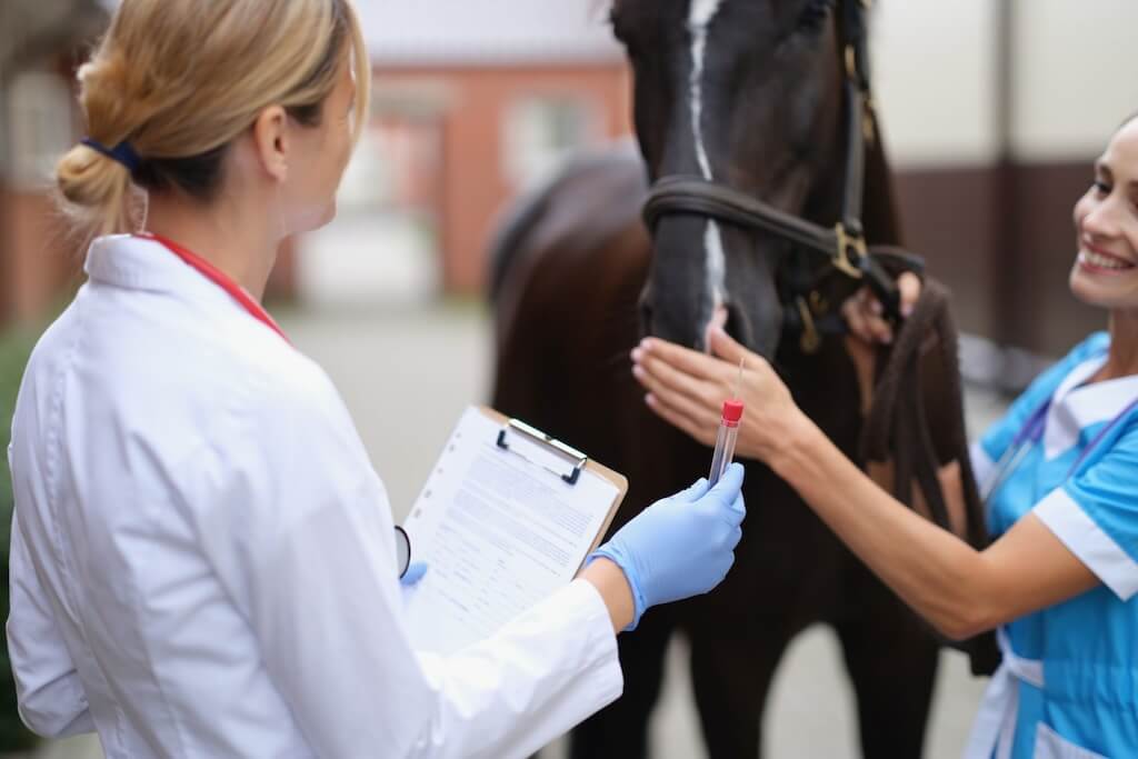 two-veterinarians-examine-horse-take-biological-sample