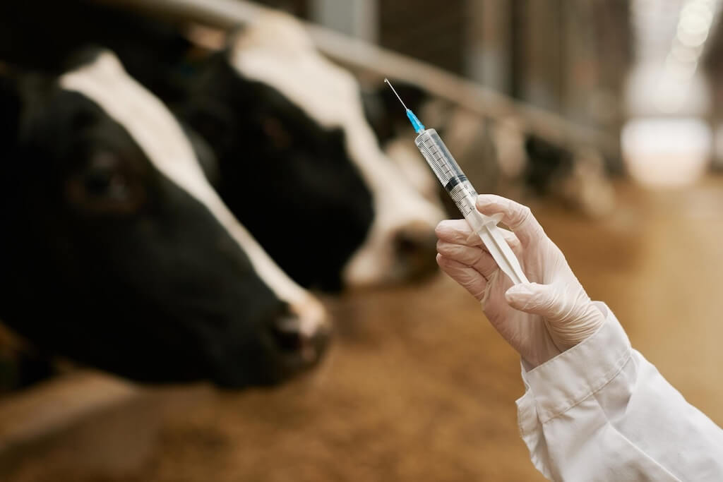 vet-doctor-making-vaccination-cows