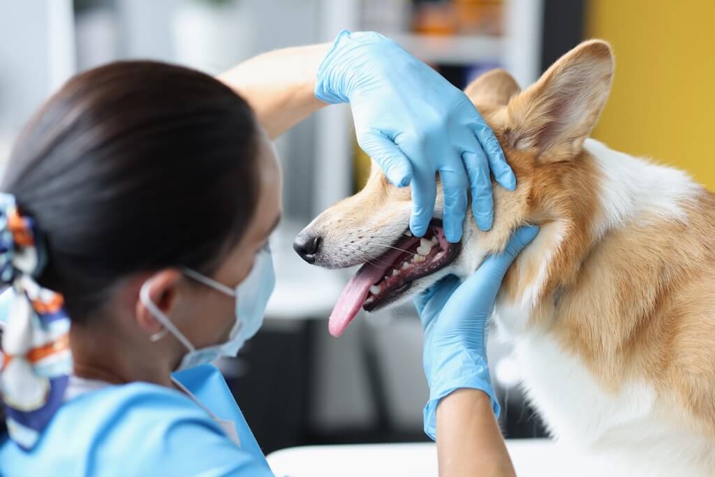 veterinarian-doctor-examines-dog-oral-cavity-clinic-diseases-teeth-dogs-concept