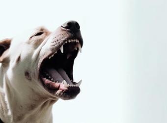 Pet Behavior: Understanding and Managing Aggression in Dogs